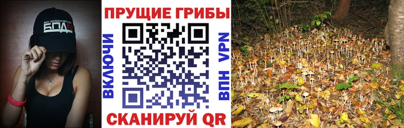 Псилоцибиновые грибы Magic Shrooms Волхов